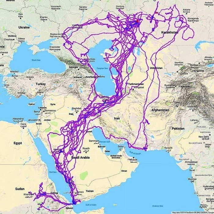 gps-tracks-eagle-movement-over-twenty-years-5c79333418b97__700